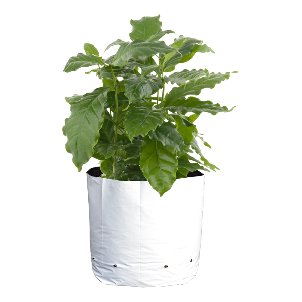 CASE 30 Gal WHITE Grow Bags (100/cs)